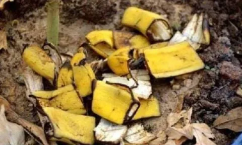 Bí quyết tái chế vỏ chuối thành phân bón vạn năng – dưỡng rễ cực mạnh, cây mọc như thổi