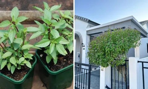 Loại rau gia vị giúp ngừa ung thư lên đời thành cây cảnh phong thuỷ: Xua đuổi tà khí, thu hút tài lộc