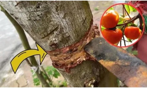 Nghèo mấy cũng không nên chặt bỏ 3 loại cây này: Cây càng xanh con cháu càng hưng thịnh, đời đời giàu có