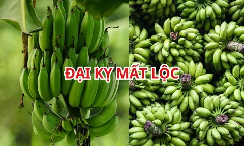 Vì sao người xưa nói ghép 2 nải chuối thắp hương là Đại Kỵ? 5 lưu ý cần tránh khi thắp hương chuối