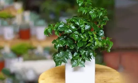 4 loại cây nên đặt ở phòng khách: 10 nhà trồng thì 9 nhà phát tài, giàu có bất ngờ