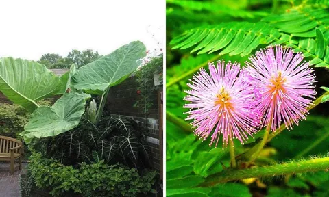 5 cây "ngũ quỷ" đặt trong phòng khách gây tai họa: Hoa thịnh người suy, cố tình trồng cả nhà lãnh đủ rủi ro