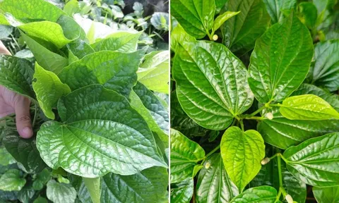 5 bài thuốc tốt từ lá lốt - loại dược liệu quý có sẵn trong vườn