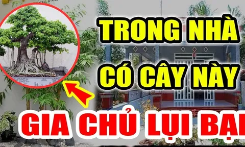 5 cây âm Chặn Đứng Tài Lộc: Cây mọc lâu năm càng đẩy lộc ra, người lẫn của khốn khó
