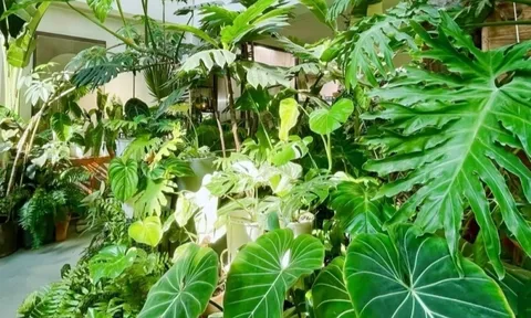 Cây cảnh trong nhà, lá càng to, lộc càng vượng, gia đình làm ăn phát đạt, viên mãn