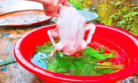 Vò nắm lá này rồi thả vào chậu nước, vặt lông vịt nhanh như chảo chớp, không dính một cọng lông măng