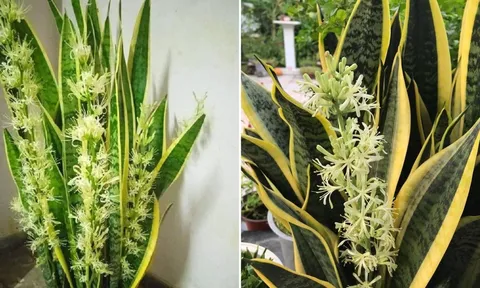 5 mẹo trồng cây lưỡi hổ ra hoa, lá xanh mướt