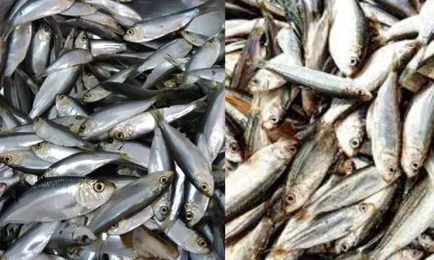 Chợ Việt có loại cá giàu canxi hơn sữa, omega-3 không thua cá hồi, giá lại rất rẻ
