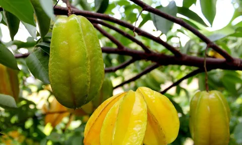 Trồng cây khế Thu Hút Tài Lộc, cây nhỏ cũng nhà vàng trao bạc. Người tuổi này cực hợp cây khế