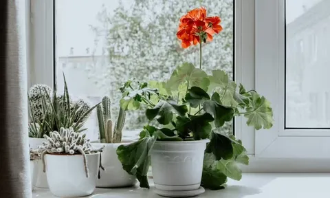 3 loại cây trồng trong nhà giúp phòng tắm thơm như nước hoa