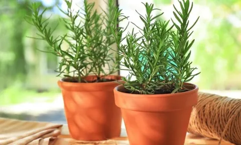 5 cây cảnh phong thủy có khả năng chữa lành "cực đỉnh"