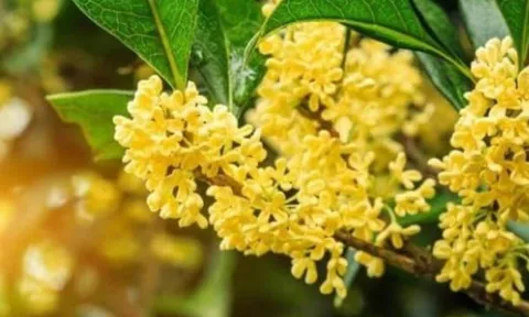 5 loại cây phong thủy giúp hút tiền tài, nhà giàu nào cũng trồng trong sân