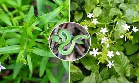 6 loại cây trồng thu hút rắn vào nhà