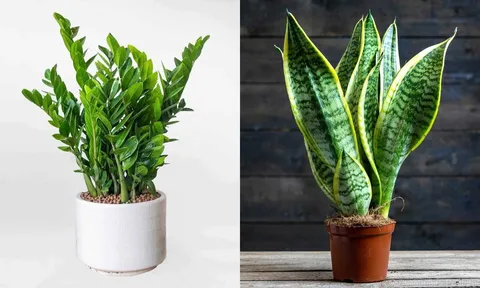 2 loại cây người giàu trồng để hút tài lộc, nghèo đến mấy cũng nên có 1 chậu cải thiện vận may