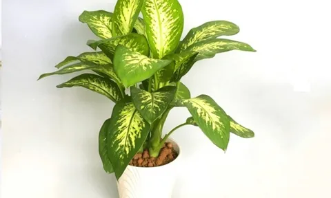 4 loại cây cảnh phong thủy nên trồng ở ban công, cây càng tươi tốt tài lộc vào nhà càng nhiều
