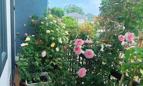 4 loại cây cảnh phong thủy nên trồng ở ban công, cây càng tươi tốt tài lộc vào nhà càng nhiều