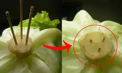 Cắm que tăm vào cuống rau xà lách: Mẹ chồng thấy cũng nức nở khen hay