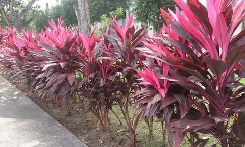 Trồng cây huyết dụ trong nhà để mang lại năng lượng, niềm tin, may mắn, tài lộc và xua đuổi tà khí