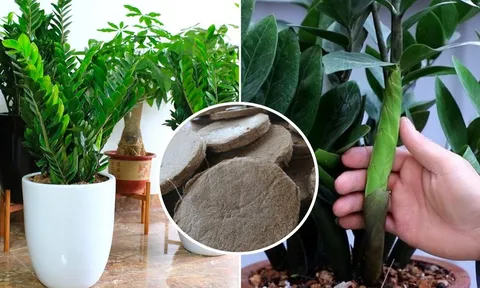 Vùi thứ này vào chậu cây Kim Tiền, chồi non lên tua tủa, cây sớm ra hoa