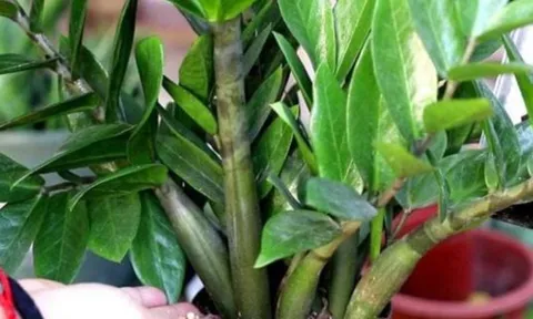 Cây kim tiền ra hoa báo hiệu điều gì? Lý do nhiều người không dám trồng trong nhà