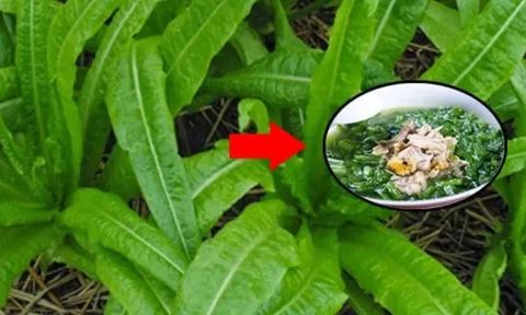 Loại rau 'siêu canxi' gấp 36 lần xương hầm, ăn mỗi ngày đỡ tốn tiền uống thuốc bổ