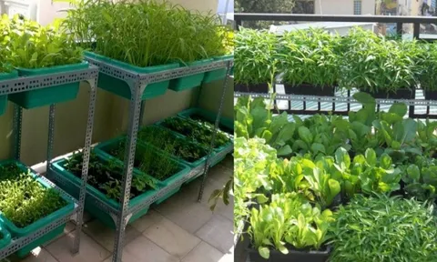 Nhà chật hẹp cũng trồng được 5 loại rau này, dễ trồng dễ lên còn tốt sức khỏe