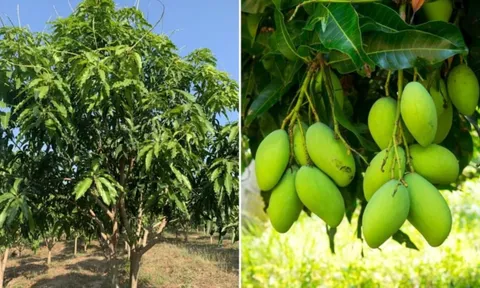 Có nên trồng cây xoài trước nhà không?