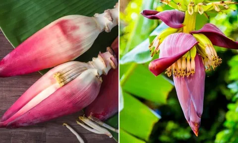 Hoa chuối - món ăn dân dã mang lại 8 lợi ích tuyệt vời cho sức khỏe