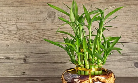 Trong nhà có cây trúc phát tài sẽ đem lại nhiều tài lộc, may mắn và bình an
