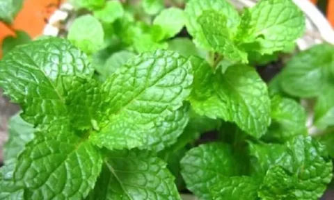 3 loại rau gia vị rẻ tiền được xem như “thuốc giảm đau” tự nhiên