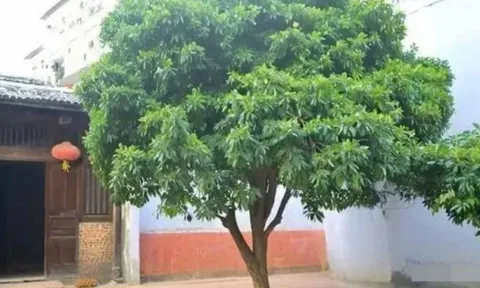 7 điều đại kỵ xuất hiện trước cửa nhà khiến gia chủ xui xẻo, dễ suy vong