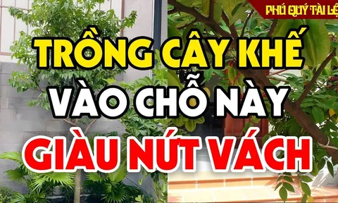 5 lưu ý trồng cây khế gia chủ Thu Tài Hút Lộc, tăng cường sức khỏe mỗi ngày