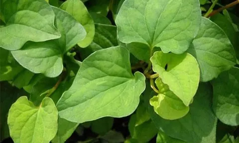 6 loại rau thơm bạn thường ăn hàng ngày giúp sống khỏe và sống thọ hơn
