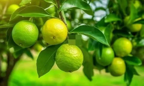 Tổ tiên dạy: Trong nhà có hai cây thì dù không giàu cũng có phước, đó là 2 cây gì?