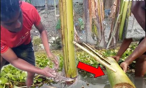 Vì sao cây chuối xanh tốt - nhiều mầm đến mấy cũng phải chặt bỏ hết sau khi lấy quả?