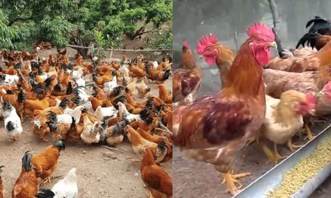 Vì sao người xưa nói: Nuôi gà không nên nuôi quá 6 năm?