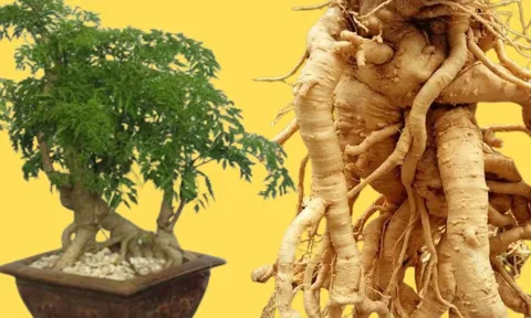 Củ đinh lăng 3, 5, 10 năm tuổi loại nào tốt hơn? Rất nhiều người còn hiểu sai điều này