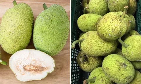 Loại quả nhìn bên ngoài giống mít khiến nhiều người nhầm: Hương vị khác hẳn mít, làm được nhiều món ngon