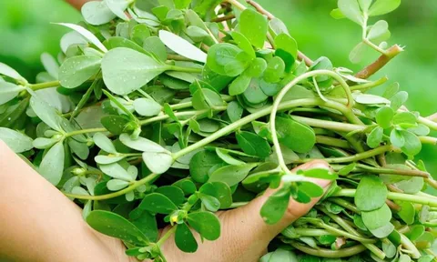 5 loại rau mọc dại nhưng bổ ngang nhân sâm ngàn năm