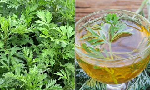 Ngải cứu không chỉ là rau ăn hằng ngày, có thể dùng trong 7 bài thuốc tốt cho cơ thể