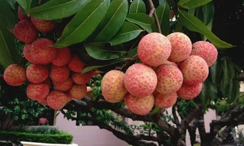 Người bị 6 bệnh này không nên ăn vải dù thèm đến mấy