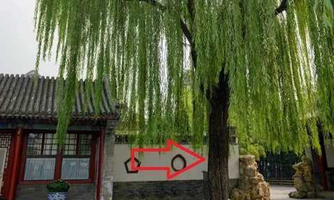 Tổ tiên nói:" Trước nhà không trồng liễu, sau nhà không trông dâu" Vì sao?