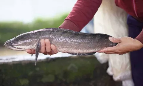 4 loại cá bổ hơn cá hồi, nhiều chất bổ mà giá rẻ hơn một nửa