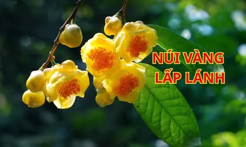 Có nên trồng cây trà hoa vàng trước nhà? Người thuộc 2 mệnh này chú ý để nhặt vàng hốt bạc giàu sang
