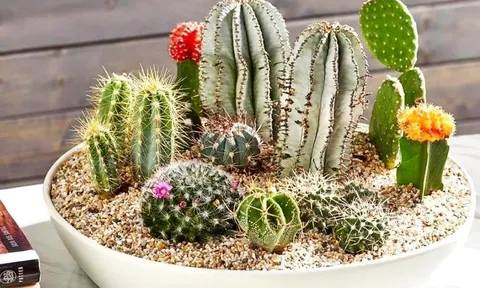 Dù thích đến đâu cũng chớ trồng loại cây này trong nhà sẽ khiến gia chủ mất tiền mất của