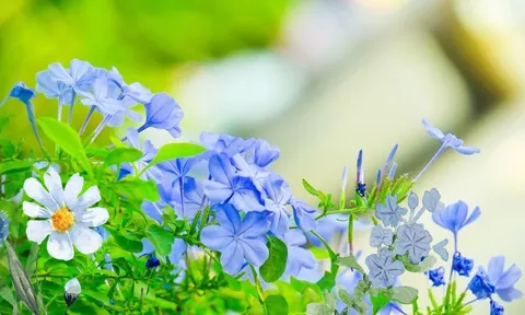 Gợi ý 3 loại cây cảnh hoa màu xanh đẹp lạ, dễ trồng, hoa nở quanh năm