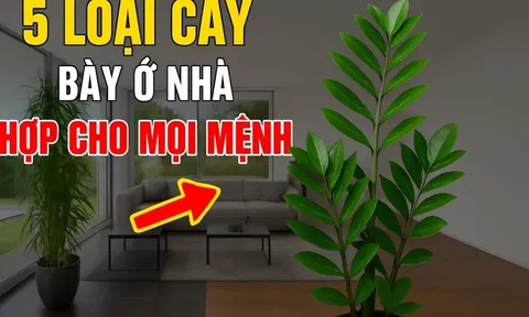 5 loài cây hợp cả Kim -Mộc -Thuỷ -Hoả -Thổ: Trồng vào nhà nào nhà đấy có Lộc ngay