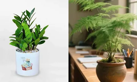 Tuổi Tuất trồng 6 loại cây này, tài lộc kéo đến ầm ầm, tình duyên cũng đỏ như son