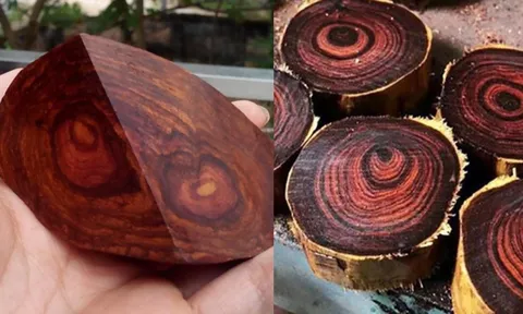 Việt Nam có loại gỗ quý như "vàng lộ thiên", cứng như kim cương, khiến giới nhà giàu "mê mệt"