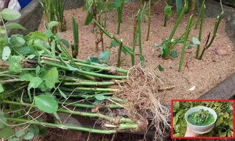 Loại rau cứ cắm xuống đất là mọc tua tủa, giàu sắt hơn thịt bò, giá chỉ 5 nghìn/bó